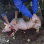 Koljemo i veselimo se Koljemo i veselimo se