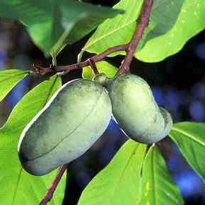 Asimina triloba - Indijanska banana-Paw-paw Asimina triloba - Indijanska banana-Paw-paw