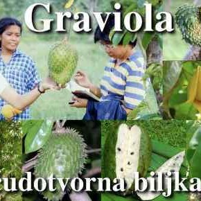 Graviola - Biljka koja liječi RAK Graviola - Biljka koja liječi RAK