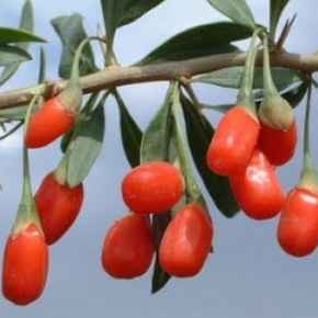 Goji bobice Goji bobice