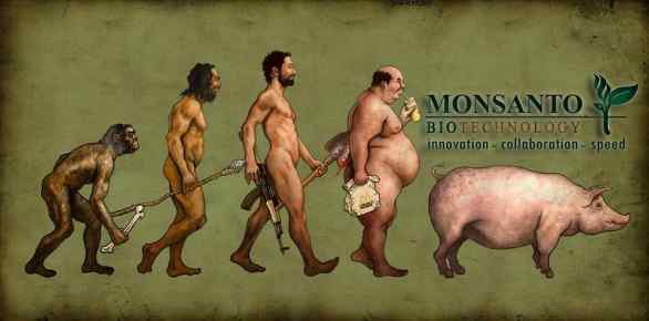 gmo lazi