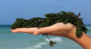 jod jadrankina otopina