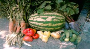 permakultura hrana vrt